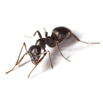 μυρμήγκι μαύρο απεντόμωση