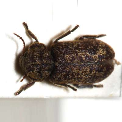 Death Watch Beetle - Xestobium Rufovillosum