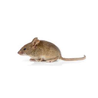 οικιακά ποντίκια - έλεγχος και καταπολέμηση